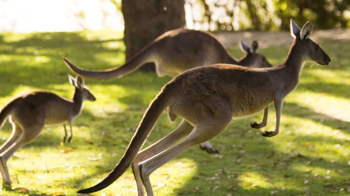 Kangaroo, Australia